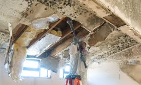 Why You Should Choose Our Mold Remediation Services in Collierville, TN